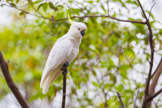 The photo shows a Sulphur-crested Cockatoo (Cacatua galerita), a species that closely resembles the critically endangered Yellow-crested Cockatoo (Cacatua sulphurea). Despite their similar appearance, accurate classification is crucial for conservation efforts, as the Yellow-crested Cockatoo is critically endangered and requires targeted protection. Photo credit: Matthew Kwan
 